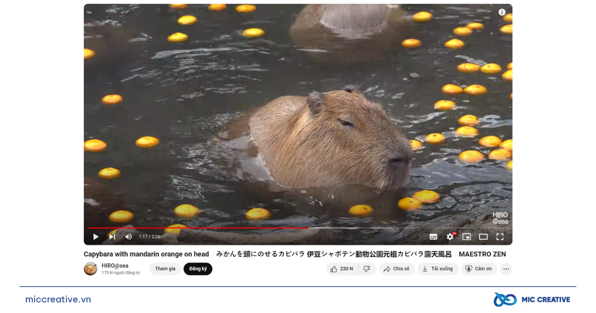 Sự ngộ nghĩnh của capybara rất được mọi người yêu thích